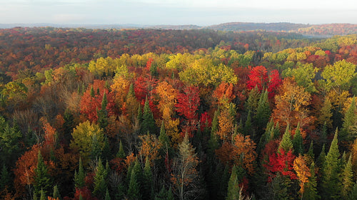 Beautiful light. Drone flight over colourful fall tree forest. Autumn in Ontario, Canada. 4K.