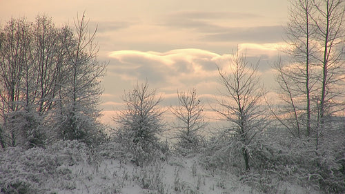 Beautiful winter trees and evening light after snowstorm. Birds fly by. HD video.