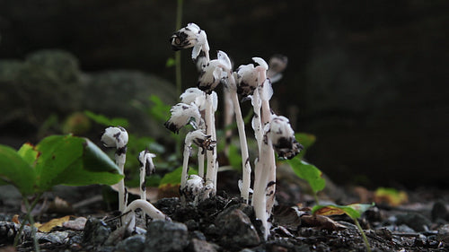 Indian pipe plant growing in the forest. Ontario, Canada. HD video.