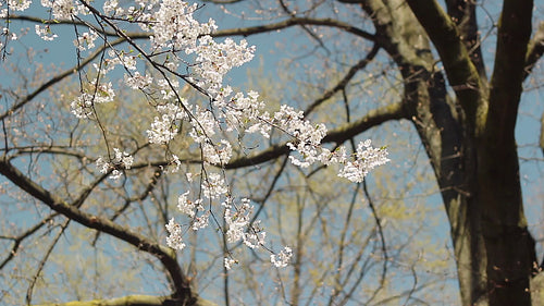 Cherry blossom branch with tree in background. High Park, Toronto. HD video.