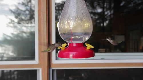 Hummingbirds take turns drinking from a feeder. Summer in cottage country. HD video.