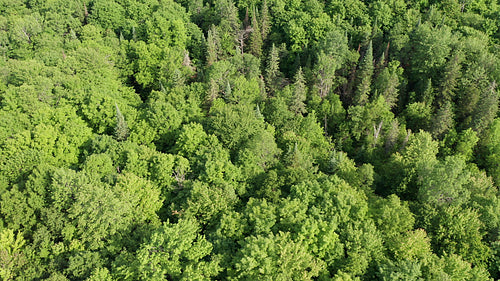 Drone aerial descending and tilt up to conifers in summer forest. Rural Ontario, Canada. 4K.