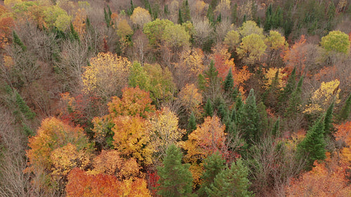 Last days of fall. Drone flight above thinning autumn forest. Rural Ontario, Canada. 4K video.