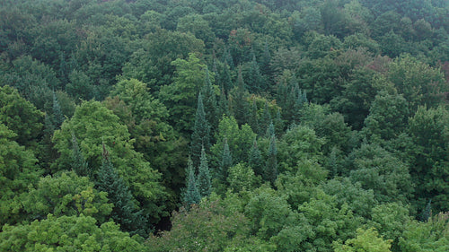 Circling aerial drone shot over misty, mixed species forest. Beautiful colours. 4K.