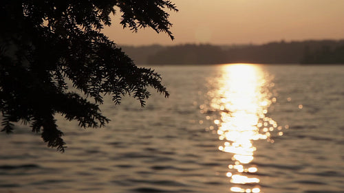 Golden lake sunset with defocused background and evergreen in sharp focus. HD video.