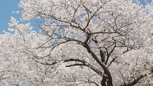 Cherry blossom tree with beautiful white flowers. High Park, Toronto. HD video.
