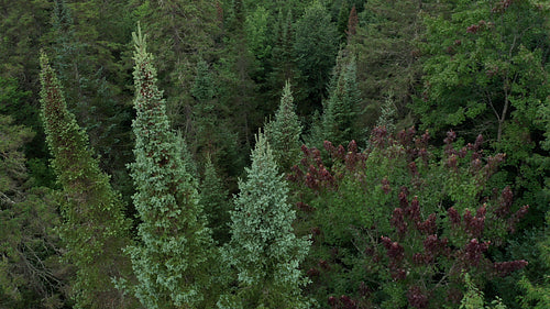 Drone aerial. Flight through treetops of moody evergreens. 4K.