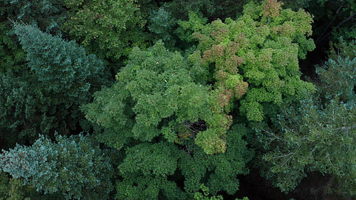 Rising aerial drone shot over mixed species forest. Beautiful colours. 4K.