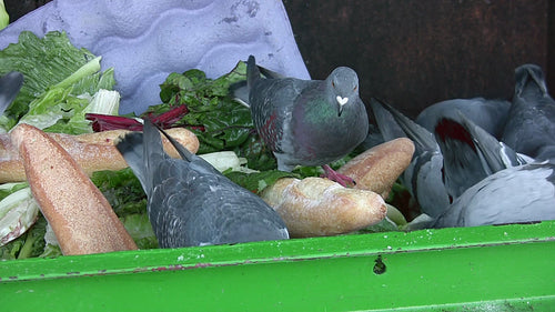 Pigeons feeding on food scraps. HD video.