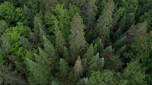 Drone aerial. Moody dark forest. Tilt down. 4K