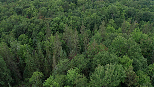 Drone aerial tilt down over moody, dark summer forest. Rural Ontario, Canada. 4K video.