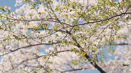 Cherry blossom branch with green leaves. High Park, Toronto. HD video.