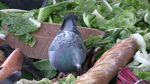 Pigeon feeding. HD video.