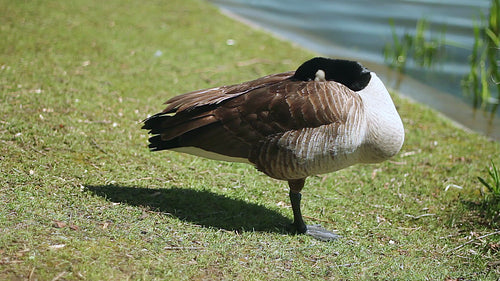Sleepy goose. Canada goose standing on one leg taking a nap. HD video.