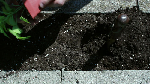 Planting a green plant in the soil. Top down view. Gardening in the spring. HD video.