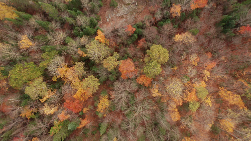 Last days of fall. Drone flight rising above thinning autumn forest. Rural Ontario, Canada. 4K video.