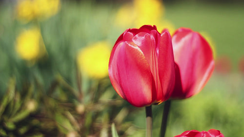 Red spring tulips. Closeup shot showing satiny red petals. HD video.