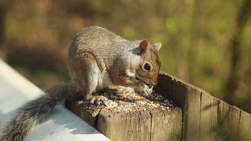 Eastern grey squirrel feeds on nuts and seeds. High Park, Toronto. HD video.