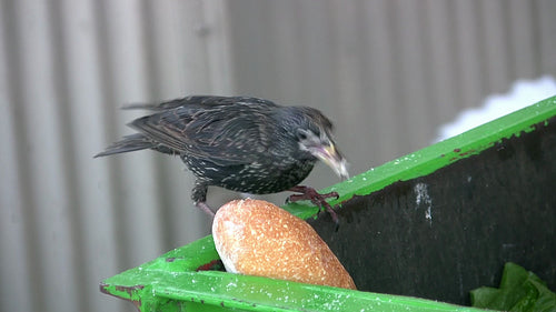 Starling competition. Birds pecking at bread in compost bin. HD video.