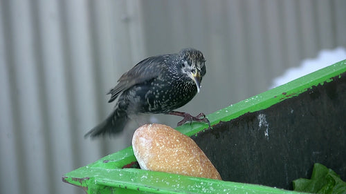 Starling pecking at bread in garbage bin. HD video.