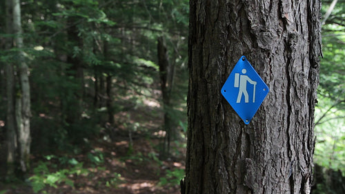 Hiking symbol on tree. Woodland trail in rural Ontario, Canada. HD video.