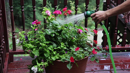 Watering a flowering plant with hose. Summertime in Ontario, Canada. HD video.