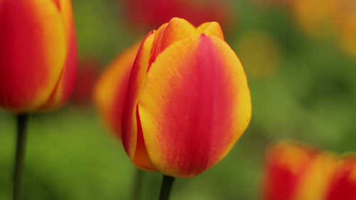 Red and yellow spring tulips. Closeup shot showing satiny red petals. HD video.