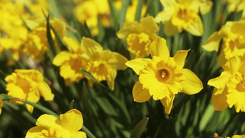 Yellow daffodils. Springtime in Toronto, Ontario, Canada. HD video.