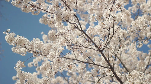 Cherry blossom branch with beautiful white flowers. High Park, Toronto. HD video.