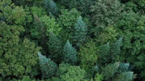 Circling aerial drone shot over mixed species forest. Beautiful colours. 4K.