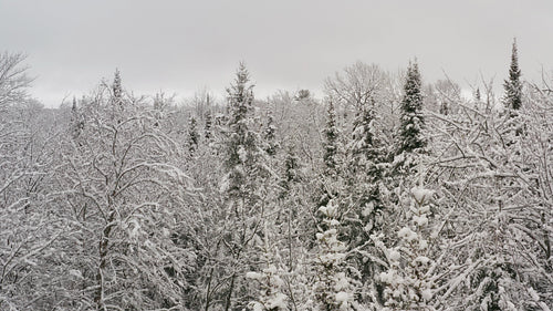 Drone flight above snowy winter wonderland forest. Ontario, Canada. 4K.