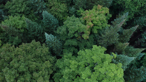 Slow drone flight advancing over mixed species forest. Beautiful colours. 4K.