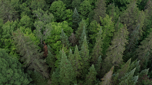 Drone aerial. Moody dark forest. Tilt down & ascent. 4K