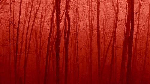 Horror forest. Slow drone flight passing bare trees in blood red forest. 4K.