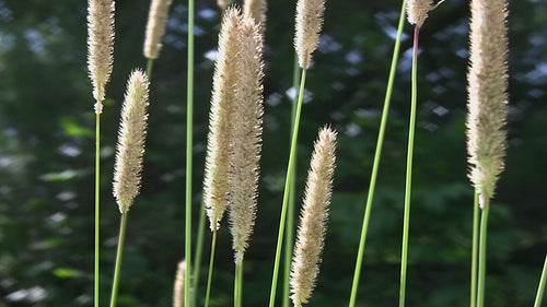 Rushes in the sunlight. HDV footage. HD.