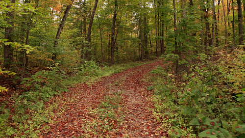 Overgrown autumn road in rural Ontario, Canada. Reverse shot. 4K.