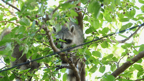 Urban raccoon eating berries in Mulberry tree. 4K.