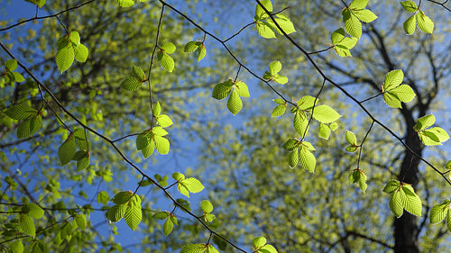 Fresh green spring leaves illuminated by the sun. Shallow depth of field. 4K.