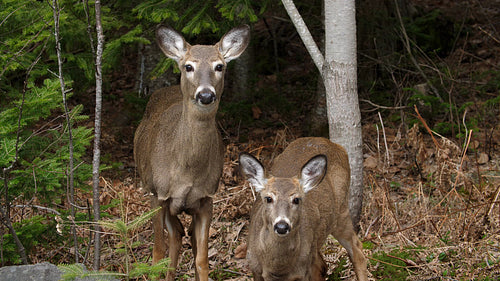 Two white tailed deer in the forest. Mother and young. Ontario, Canada. HD.