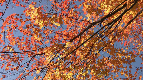 Autumn tree with diagonal branch. Golden yellow and orange leaves. HD video.
