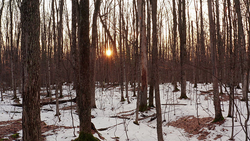 Slow dolly shot through bare trunks of winter forest at sunset. 4K.