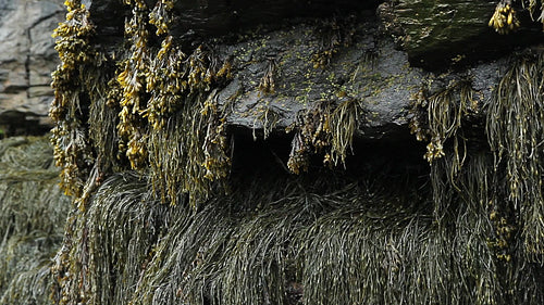 Seaweed dripping on rocks. Mispec Bay, New Brunswick, Canada. HD.