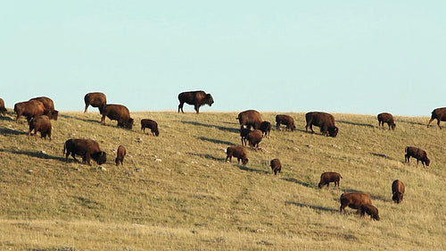 Herd of buffalo in Alberta, Canada. HD.