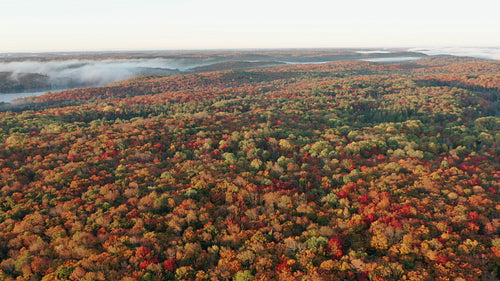 Drone flight over beautiful autumn forest landscape. Misty morning. 4K.