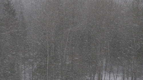 Thick, slow motion snow falling. Dark, forest background. Winter in ON, Canada. HD.