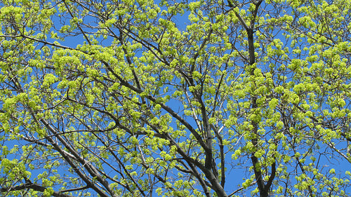 Spring tree with new fresh green leaves against blue sky. Toronto, Canada. 4K.