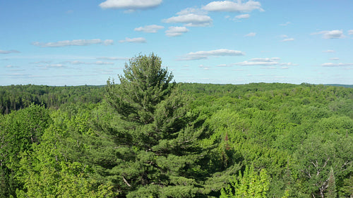 Drone shot circling big, beautiful conifer. Summer in Ontario. 4K.