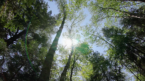 Ontario summer forest. HD.
