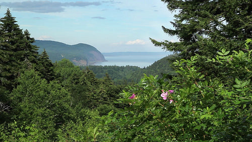 Scenic lookout with flowers. Fundy National Park, NB, Canada. HD.