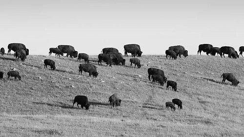 Herd of buffalo in Alberta, Canada. Black and white. HD.